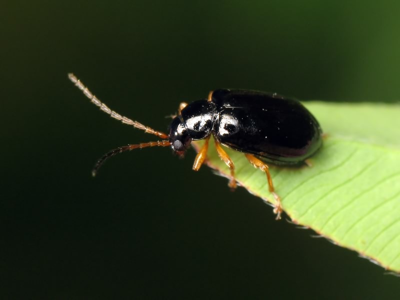 Luperus xanthopoda (Schrank, 1781)